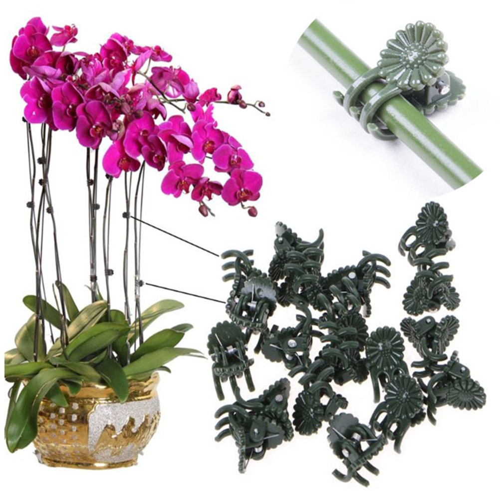 100Pcs Ladybug Shaped Orchid C - Bonsai Garden Plants ulasan dan harga