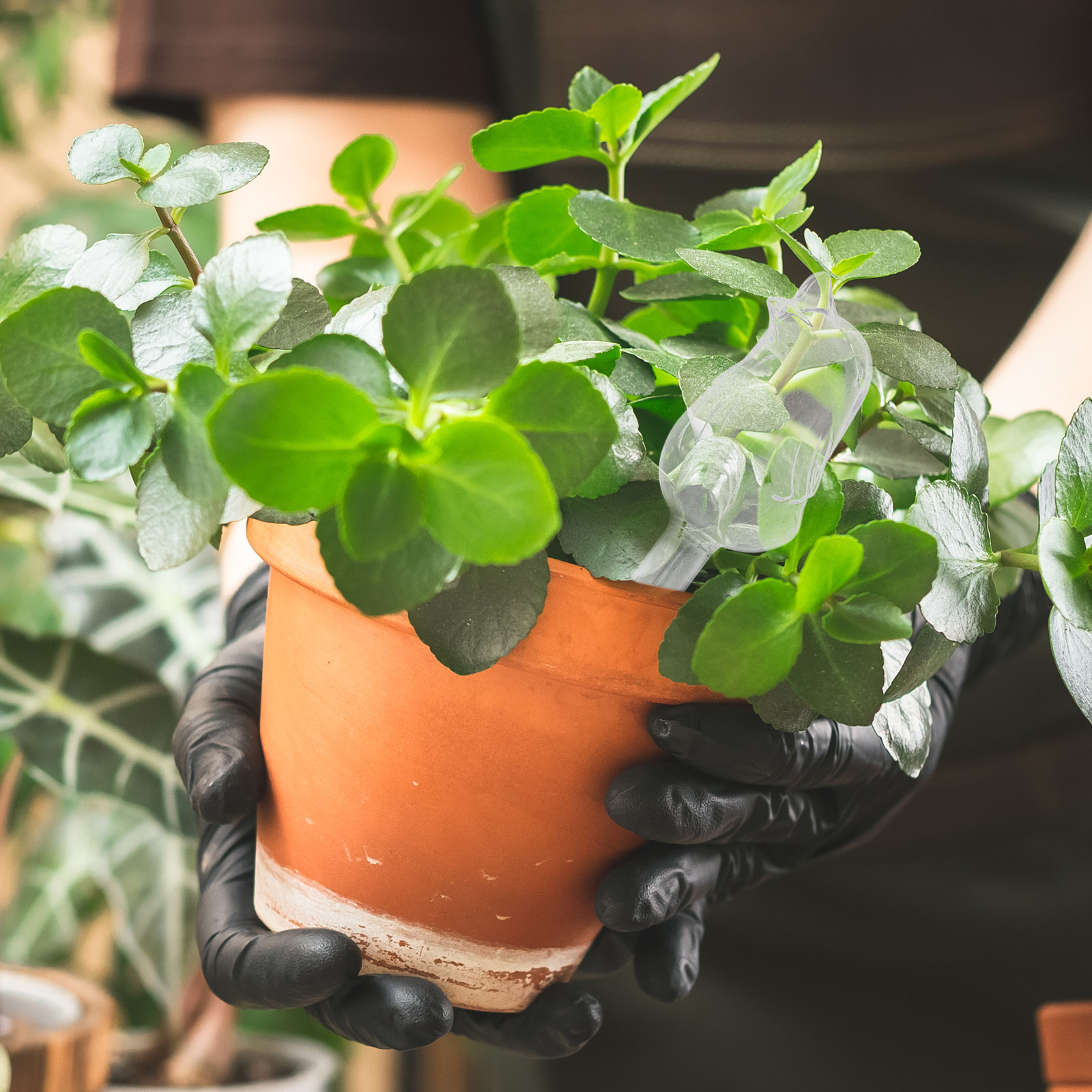 Glass Self-Watering Globes Aut - Bonsai Garden Plants ulasan dan harga